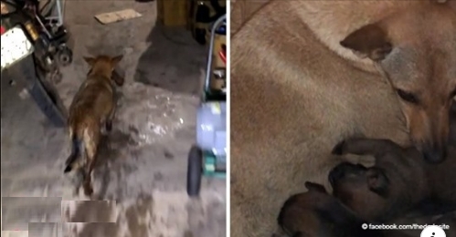 Eine heldenhafte Hundemutter rettet einen nach den anderen Welpen vor dem Ertrinken